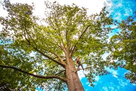Best Arborist Consultation Services  in Folsom, CA