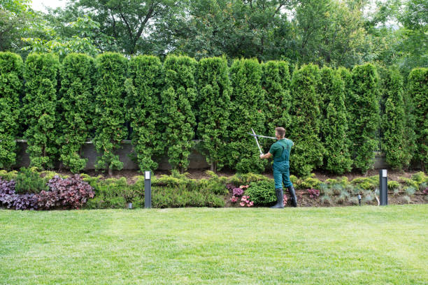 Best Lawn Mowing  in Folsom, CA