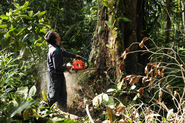 Professional Tree Services in Folsom, CA