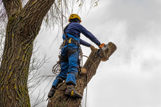 Best Tree Mulching  in Folsom, CA