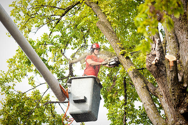 Best Tree Disease Treatment  in Folsom, CA