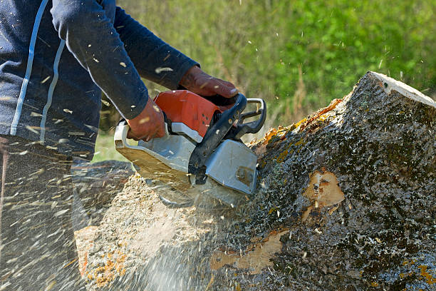 Tree and Shrub Care in Folsom, CA